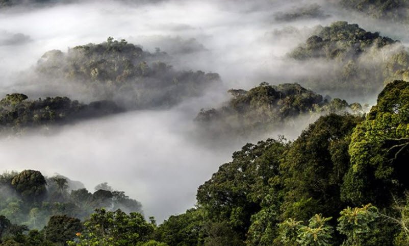 Nyungwe Forest National Park, Rusizi/Nyamasheke, Western Province, Rwanda